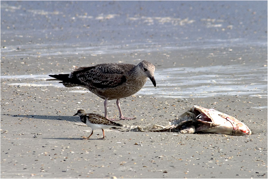 Strand ..............