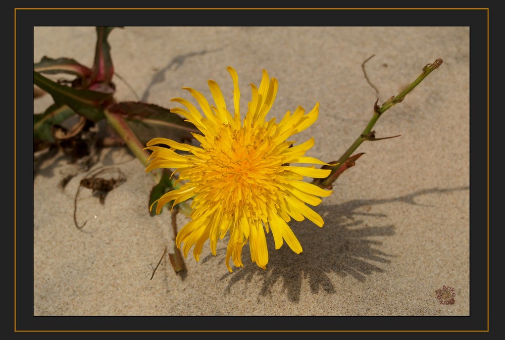 STRAND-BLUME