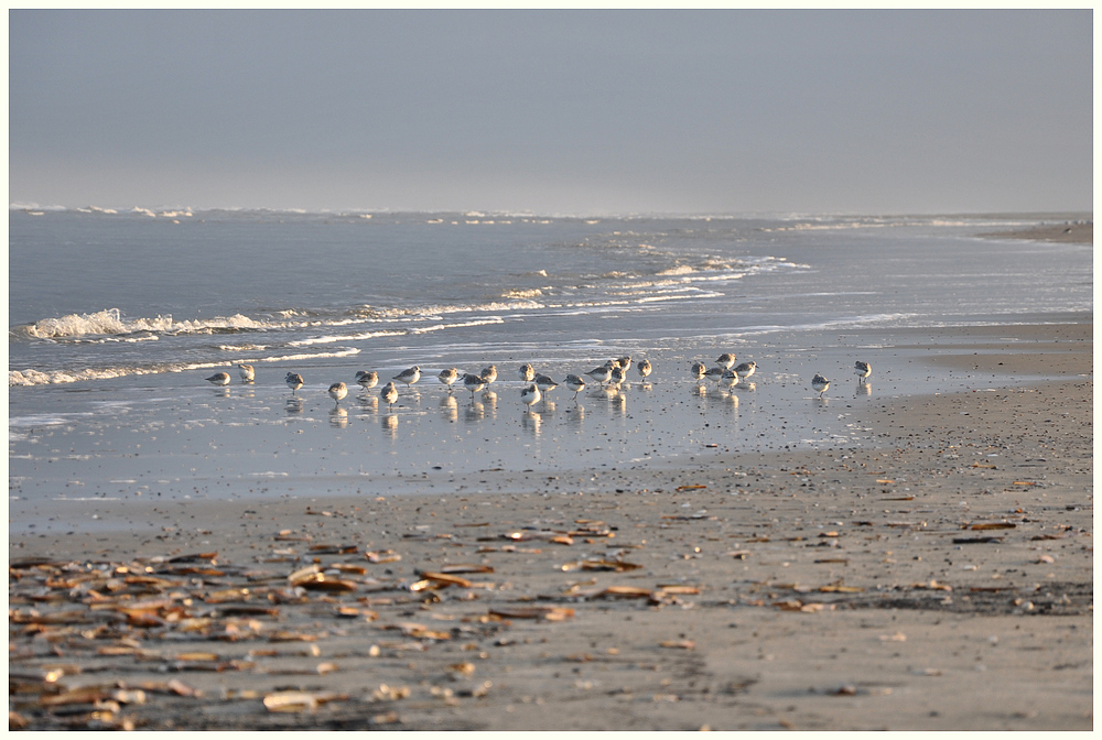 Strand der Sanderlinge