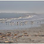 Strand der Sanderlinge