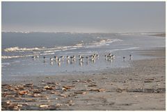 Strand der Sanderlinge