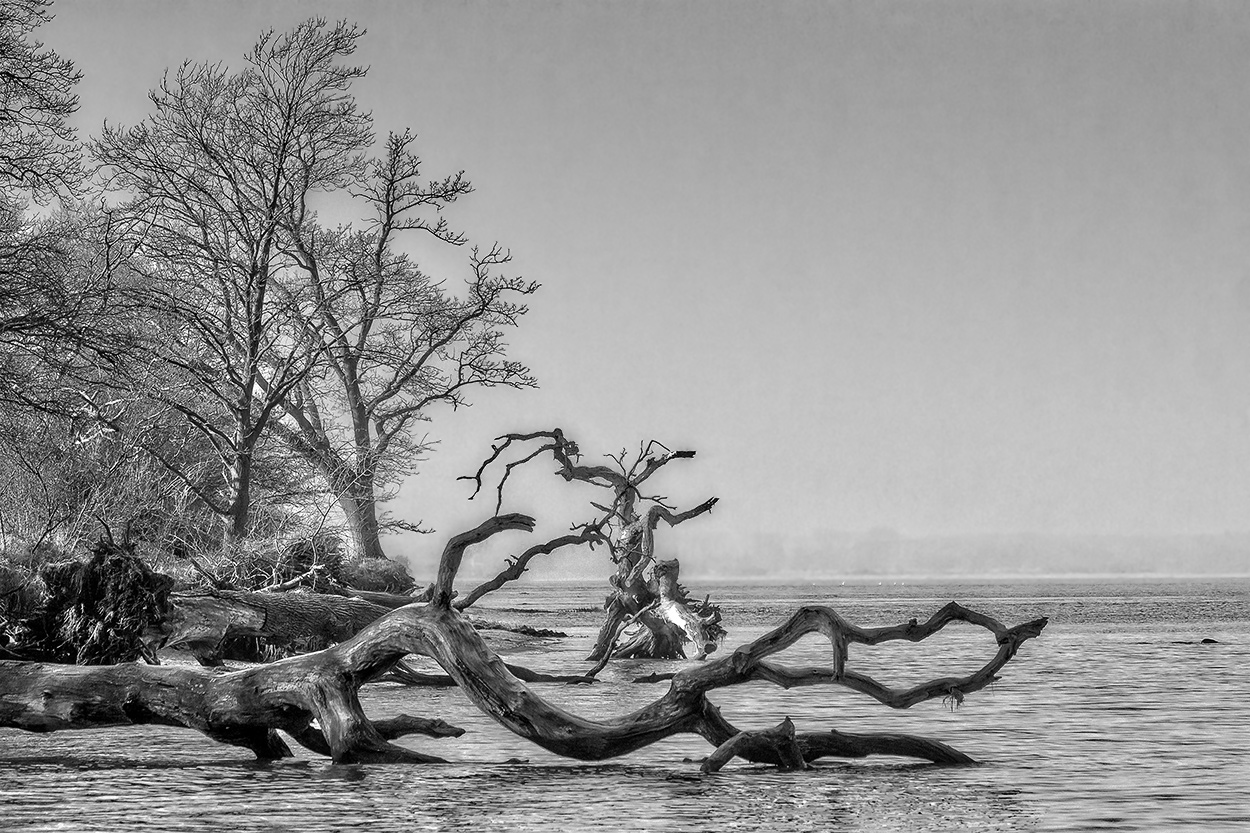 Strand der toten Bäume