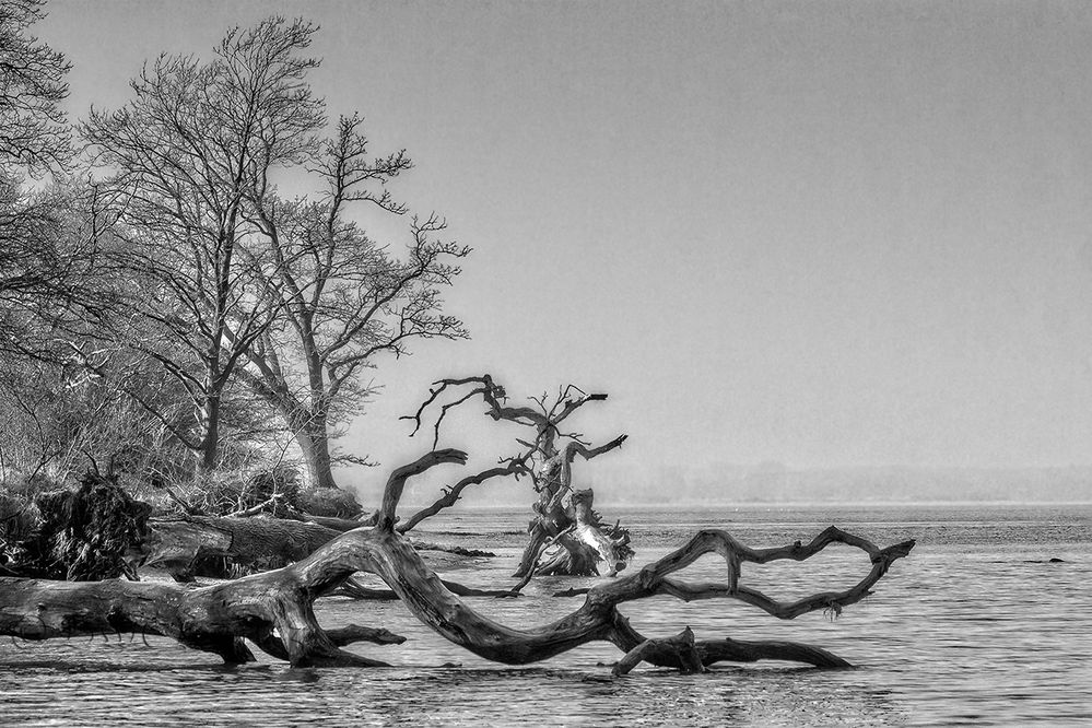 Strand der toten Bäume