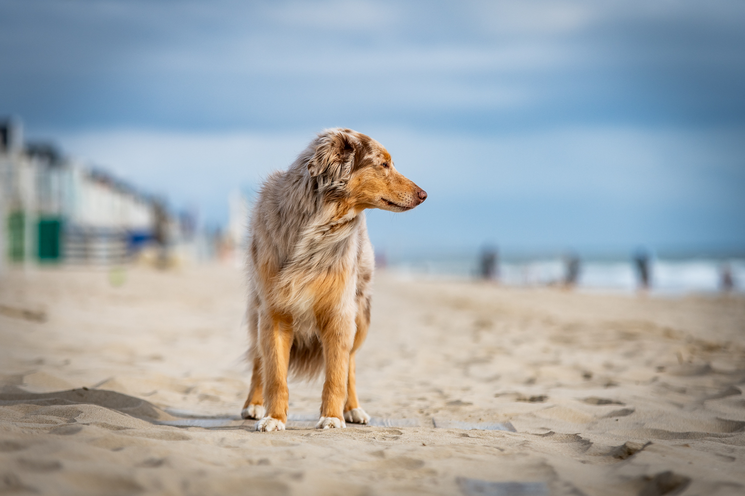 Strand Dishoek