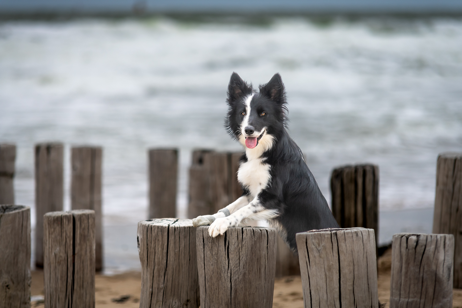 Strand Dishoek