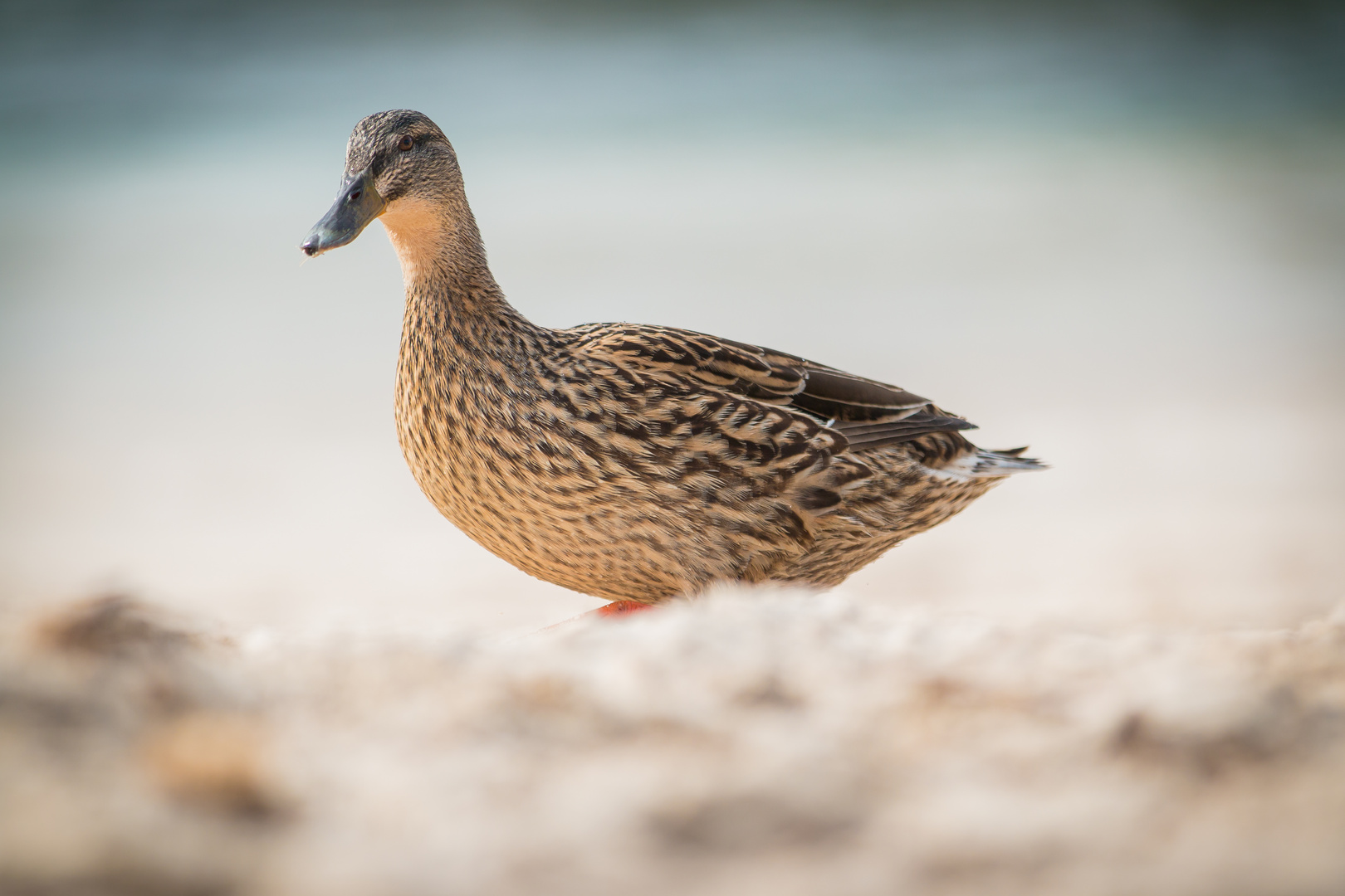 Strand Ente Porto Soller