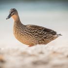 Strand Ente Porto Soller