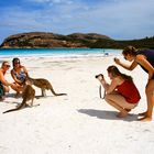 ... Strand-Fotoshooting mit Känguru ...