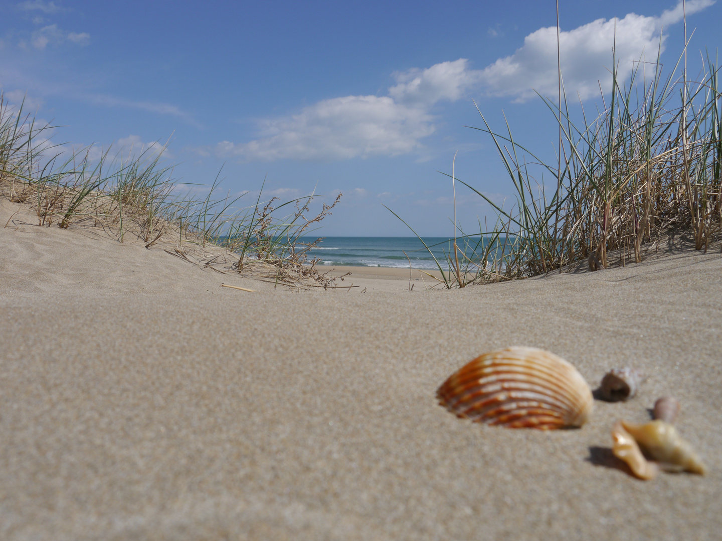 Strand Frankreich Muschel