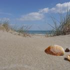 Strand Frankreich Muschel