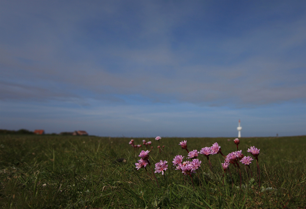 Strand-Grasnelke