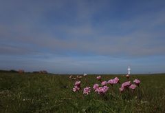 Strand-Grasnelke