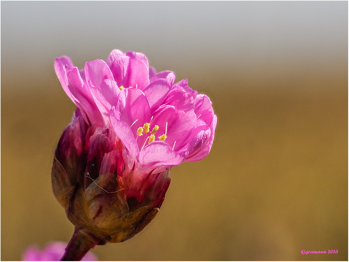 Strand-Grasnelke (Armeria maritima subsp. maritima)......