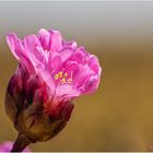 Strand-Grasnelke (Armeria maritima subsp. maritima)......