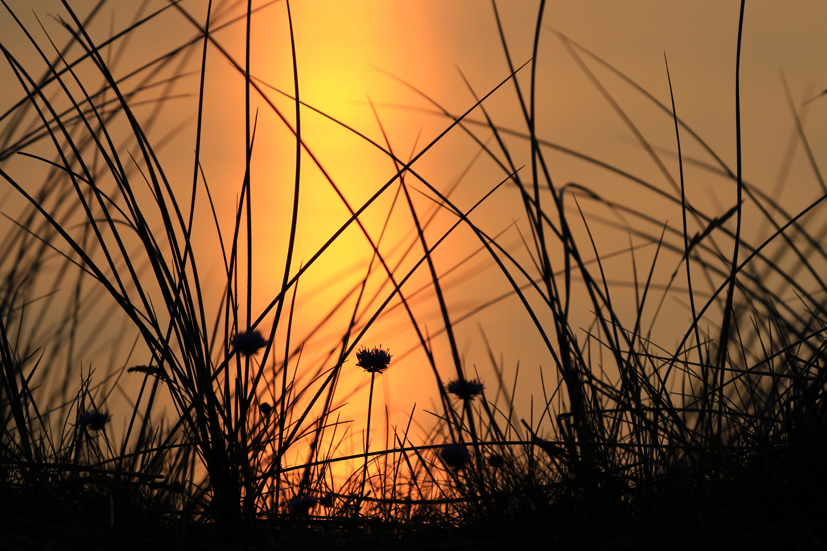 Strand-Grasnelke bei Sonnenuntergang