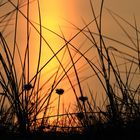 Strand-Grasnelke bei Sonnenuntergang