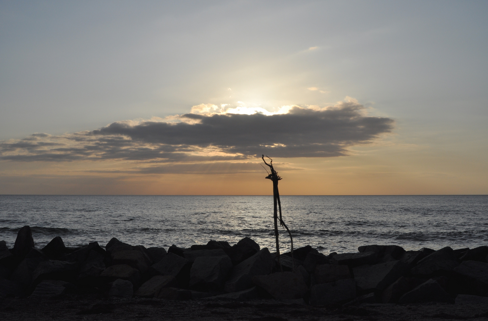 Strand-Gut-Holz-Wander-Vogel