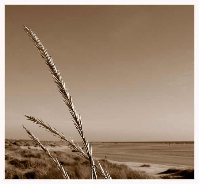 Strand, Hafer und Meer