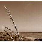 Strand, Hafer und Meer