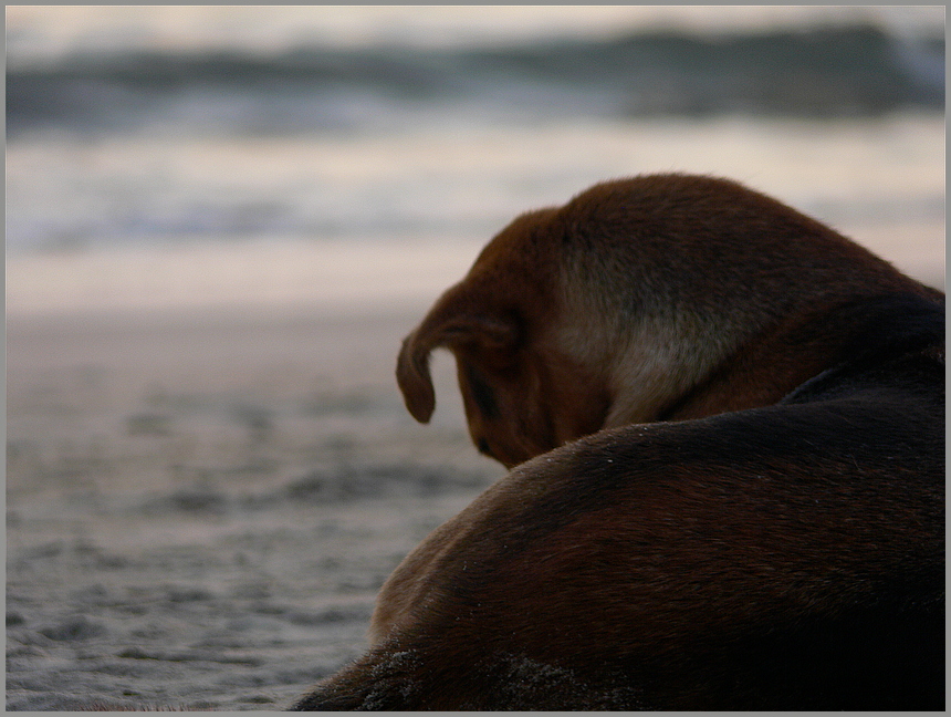 Strand Hund