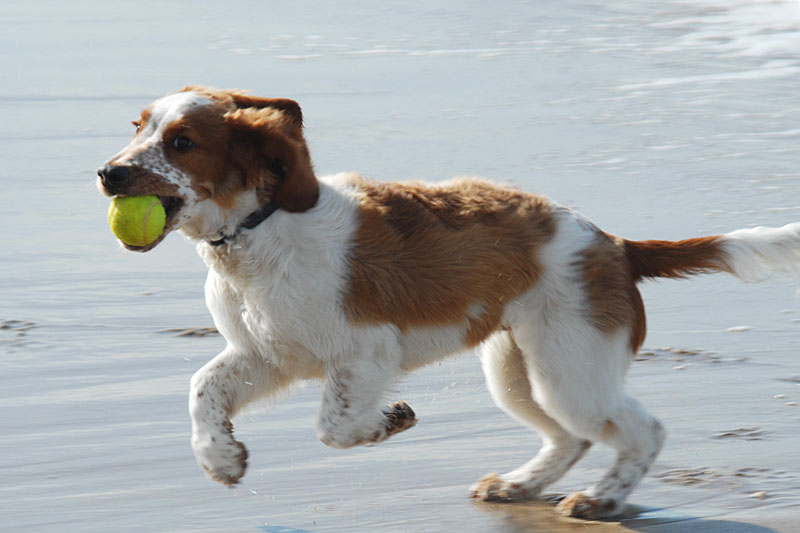 Strand-Hundi