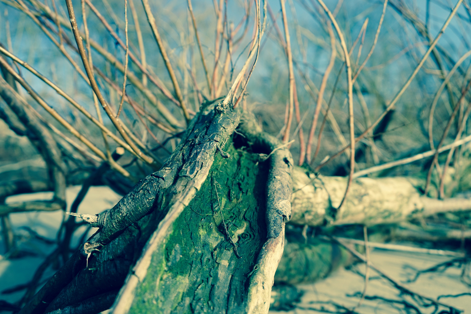 Strand im Winter