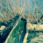 Strand im Winter