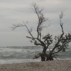 Strand les Aresquiers