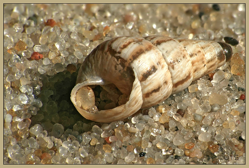 Strand-Makro I