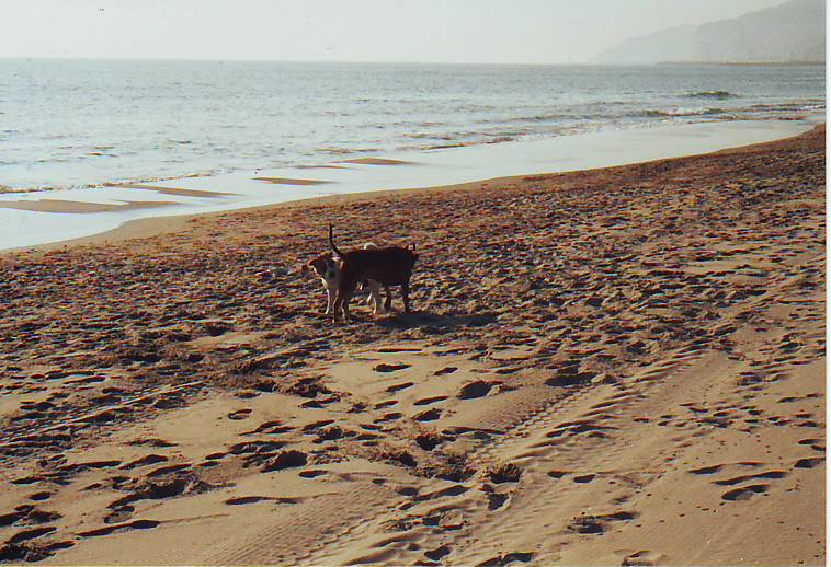 Strand, Meer und der kleine Giggi...