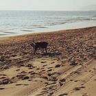 Strand, Meer und der kleine Giggi...