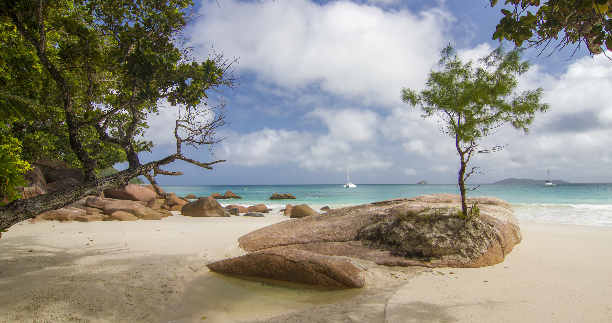 Strand mit Baum 