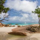 Strand mit Baum 