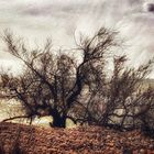 Strand mit Baum