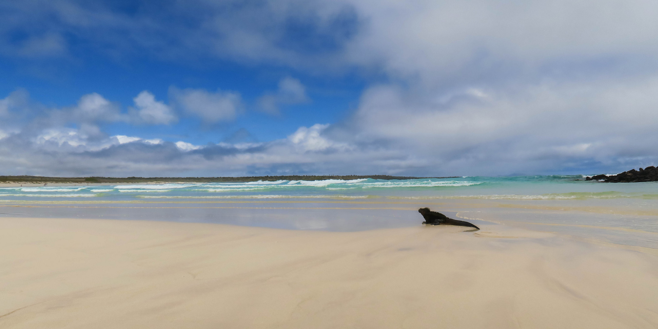 Strand mit Echse