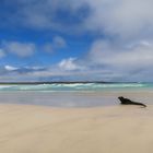 Strand mit Echse