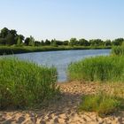 Strand mit Schilf