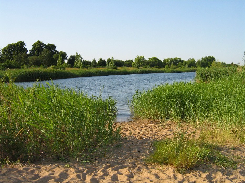 Strand mit Schilf