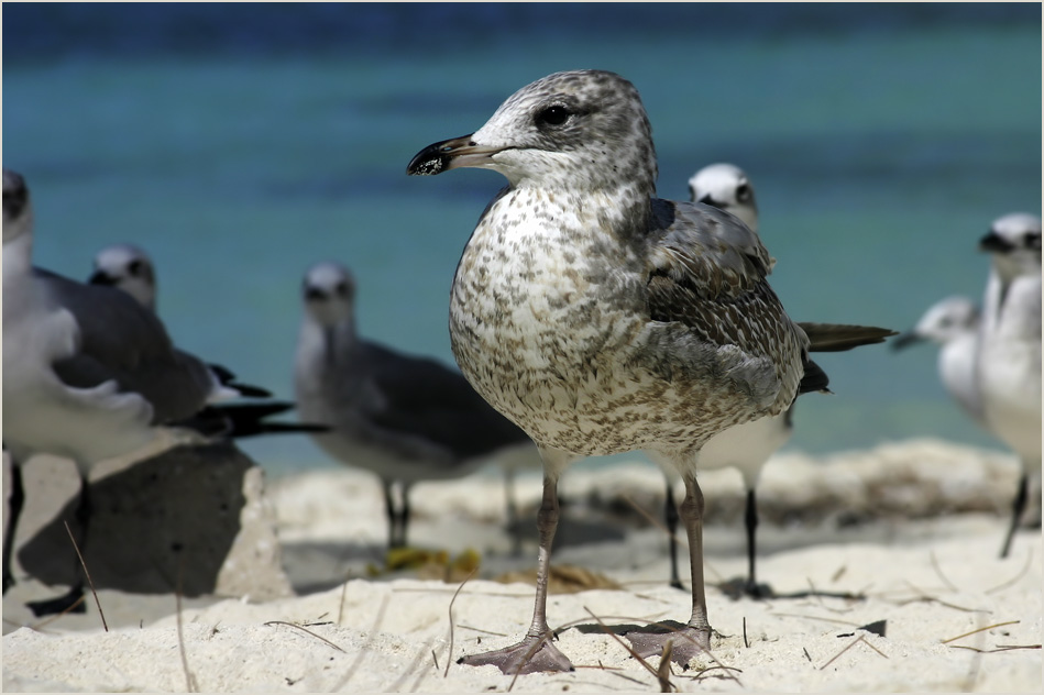 Strand-Möwe