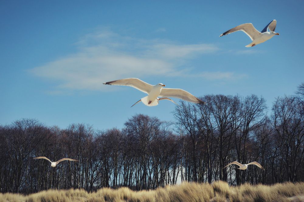 Strand Möwe