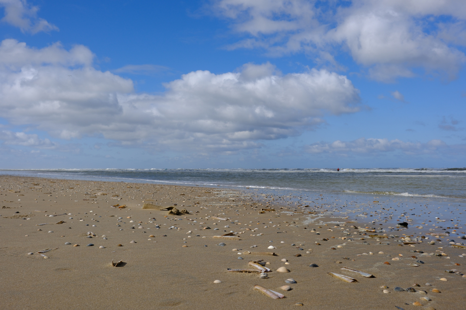 Strand Muscheln