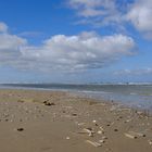 Strand Muscheln