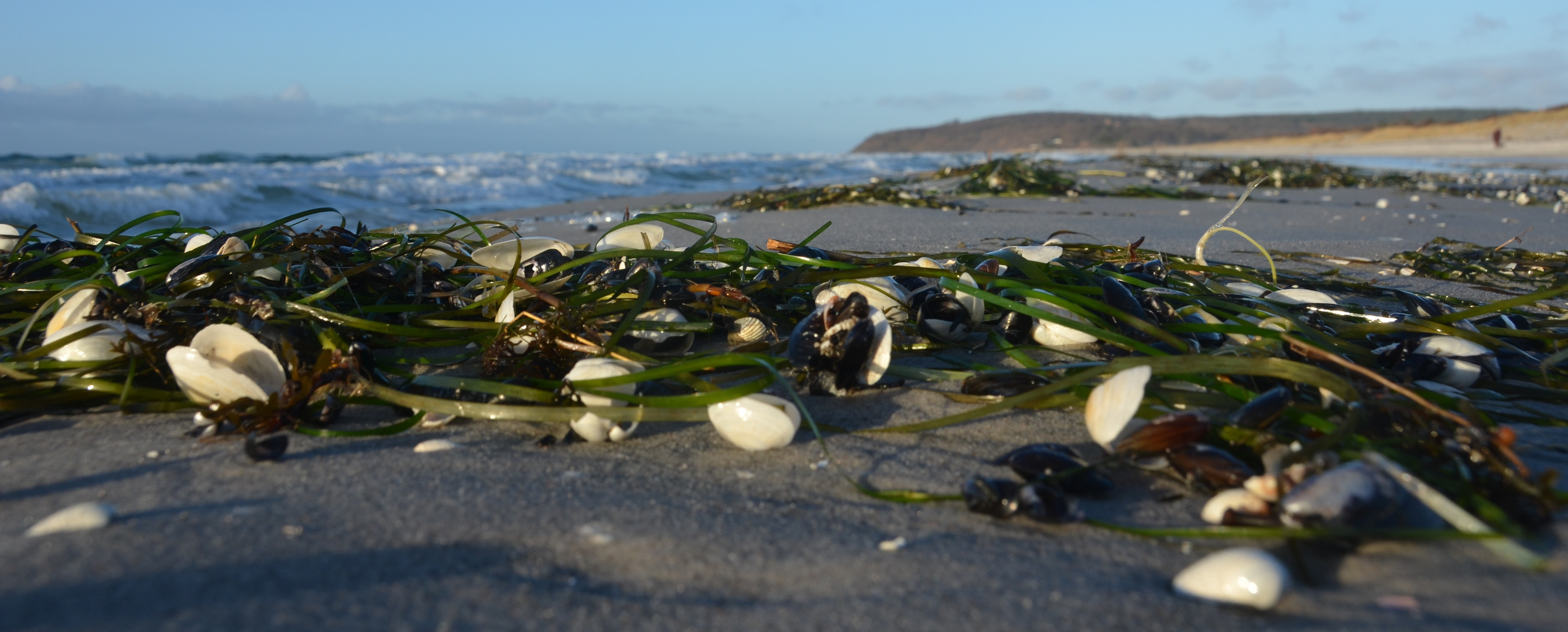 Strand Muscheln