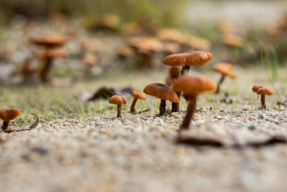 Strand-Pilze 