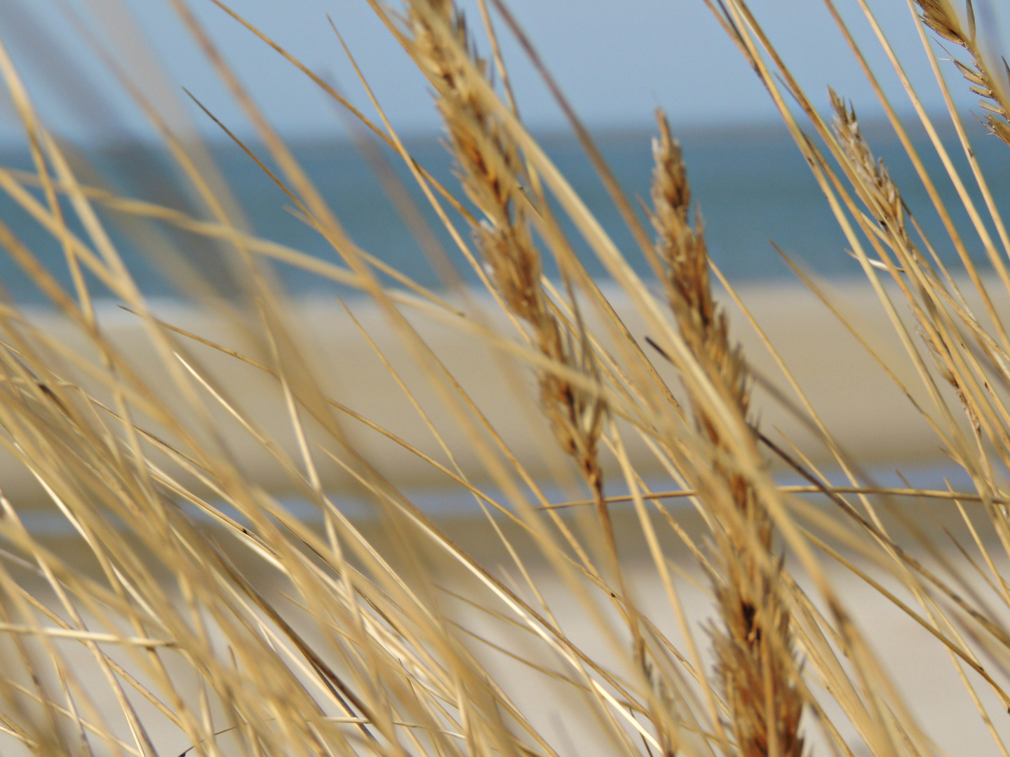 Strand-Renesse