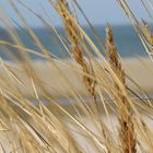 Strand-Renesse