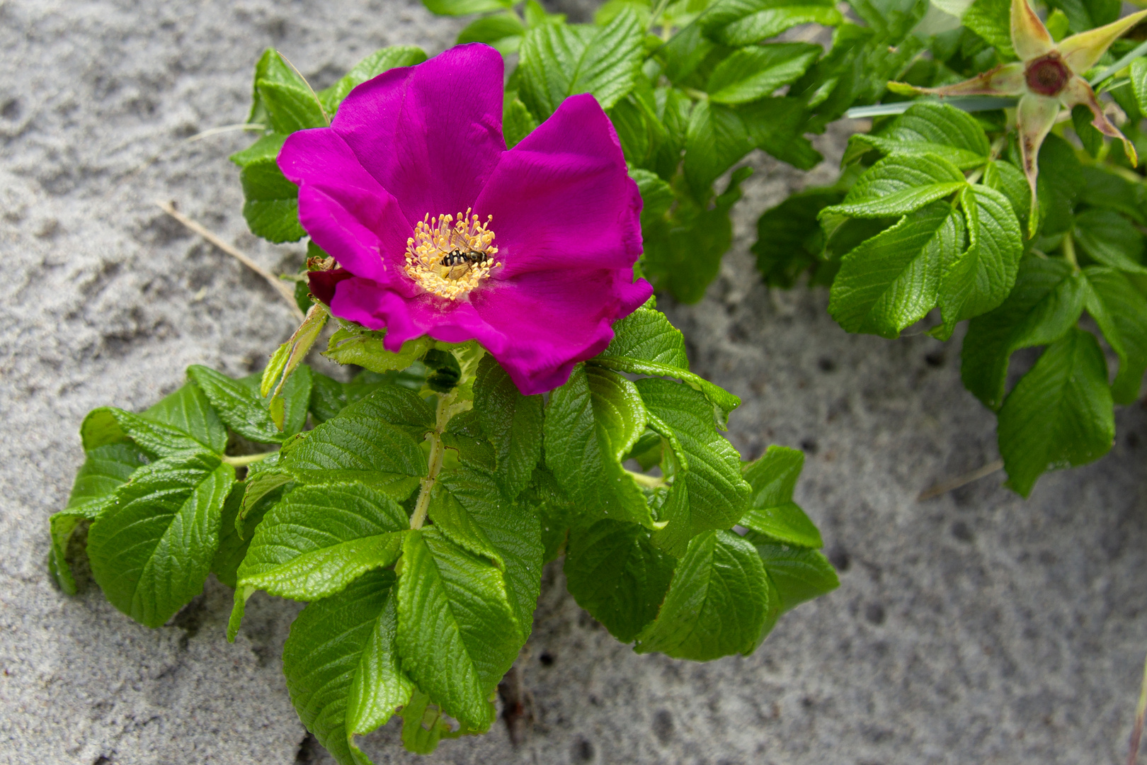 Strand Rose (Rosa rugosa)