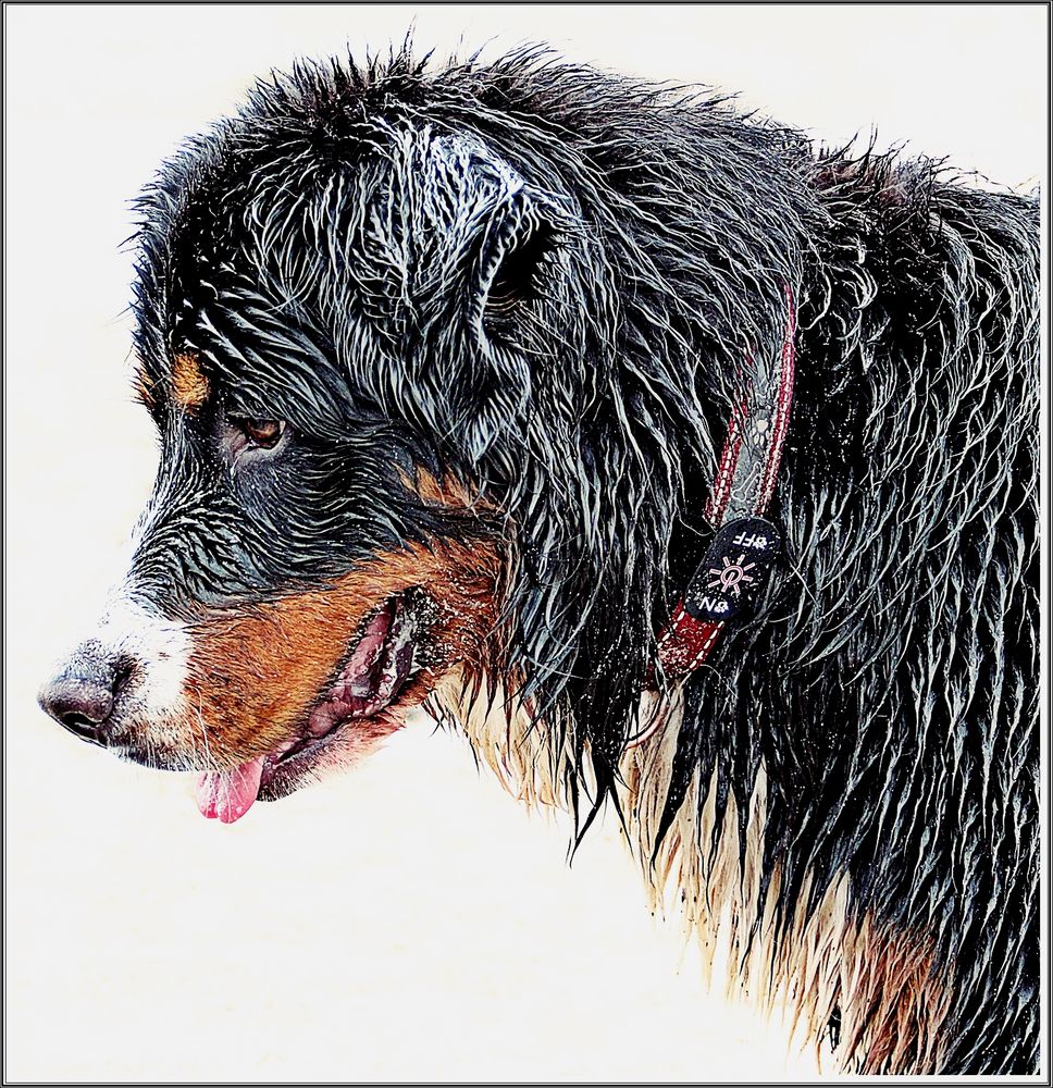 Strand-Sand-Hund