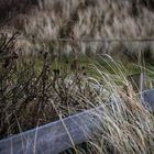 Strand St. Peter Ording