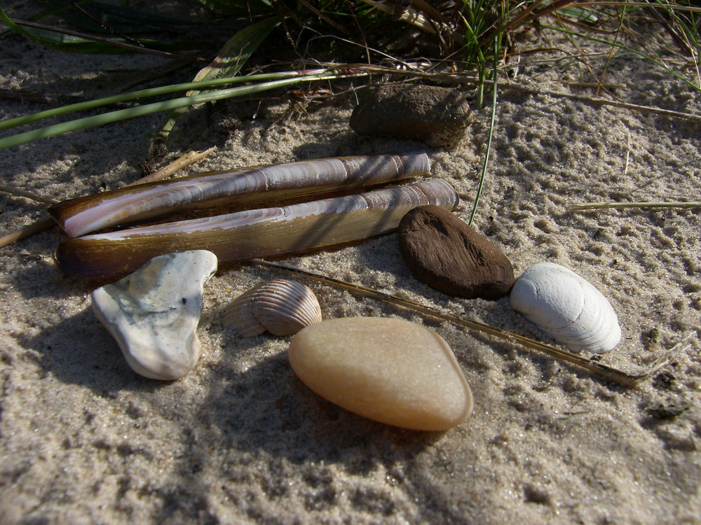 Strand-Stilleben